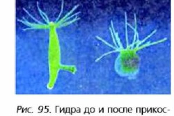 Кракен правильная