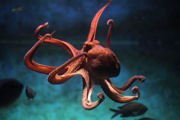 Kraken актуальные зеркала krakentor site